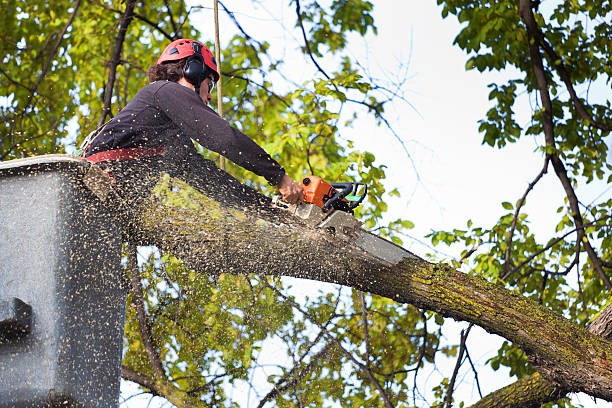 How Our Tree Care Process Works  in  St Francisville, LA